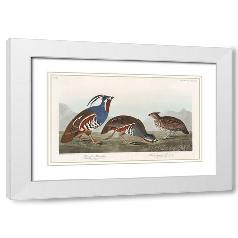 Plumed Partridge and Thick-legged Partridge White Modern Wood Framed Art Print with Double Matting by Audubon, John James