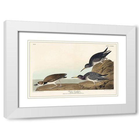 Purple Sandpiper White Modern Wood Framed Art Print with Double Matting by Audubon, John James