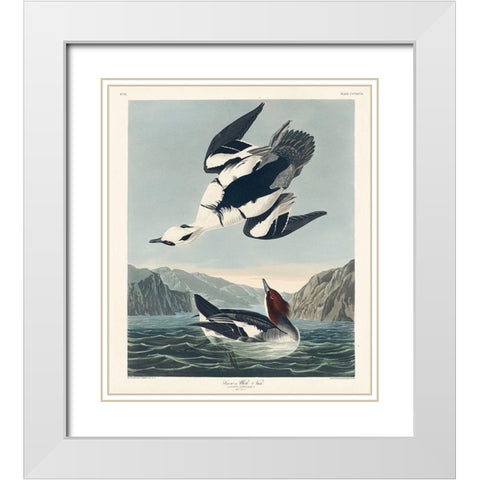Smew or White Nun White Modern Wood Framed Art Print with Double Matting by Audubon, John James