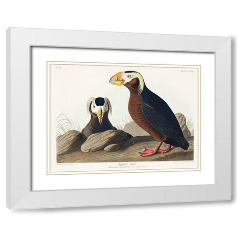 Tufted Auk White Modern Wood Framed Art Print with Double Matting by Audubon, John James