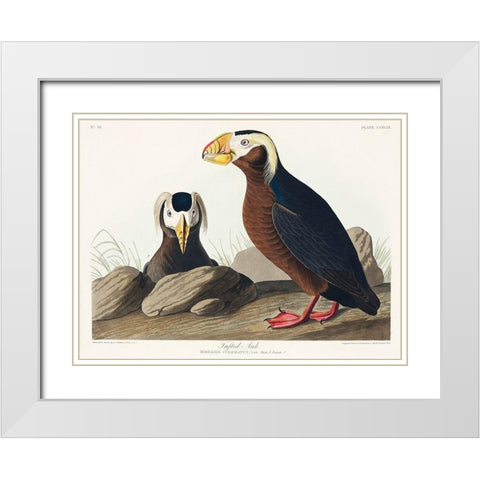 Tufted Auk White Modern Wood Framed Art Print with Double Matting by Audubon, John James