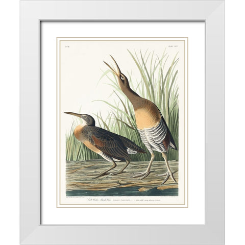 Salt Water Marsh Hen White Modern Wood Framed Art Print with Double Matting by Audubon, John James