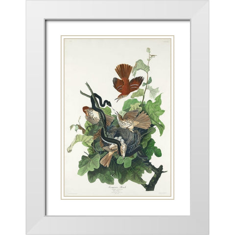 Ferruginous Thrush White Modern Wood Framed Art Print with Double Matting by Audubon, John James