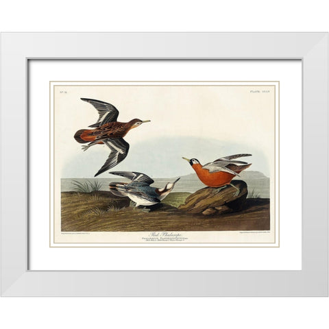 Red Phalarope White Modern Wood Framed Art Print with Double Matting by Audubon, John James