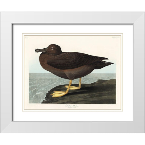 Dusky Albatros White Modern Wood Framed Art Print with Double Matting by Audubon, John James