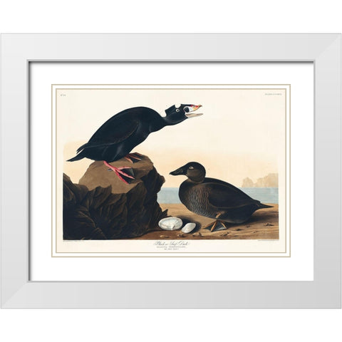 Black or Surf Duck White Modern Wood Framed Art Print with Double Matting by Audubon, John James
