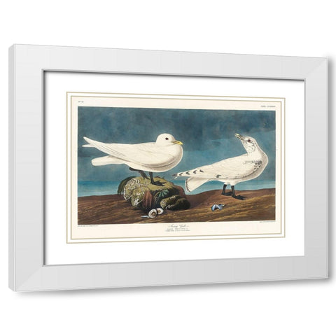 Ivory Gull White Modern Wood Framed Art Print with Double Matting by Audubon, John James