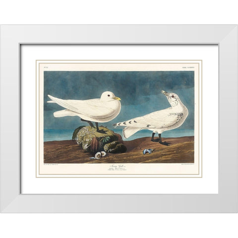 Ivory Gull White Modern Wood Framed Art Print with Double Matting by Audubon, John James