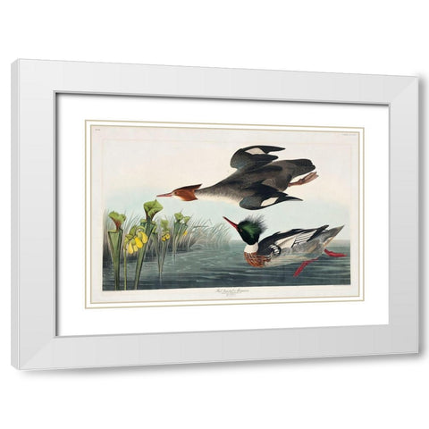 Red-breasted Merganser White Modern Wood Framed Art Print with Double Matting by Audubon, John James