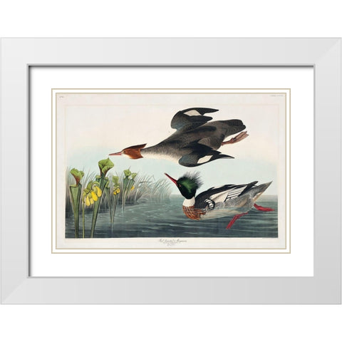 Red-breasted Merganser White Modern Wood Framed Art Print with Double Matting by Audubon, John James