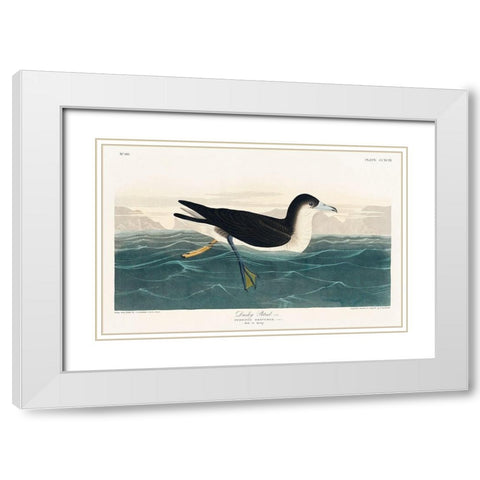 Dusky Petrel White Modern Wood Framed Art Print with Double Matting by Audubon, John James