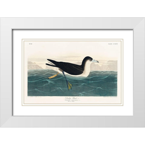 Dusky Petrel White Modern Wood Framed Art Print with Double Matting by Audubon, John James