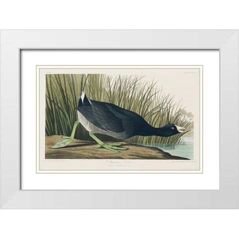American Coot White Modern Wood Framed Art Print with Double Matting by Audubon, John James
