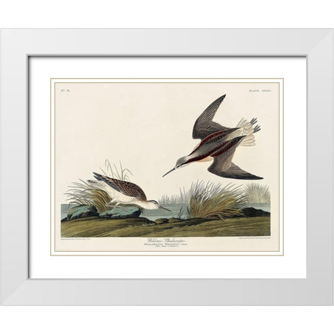 Wilsons Phalarope White Modern Wood Framed Art Print with Double Matting by Audubon, John James