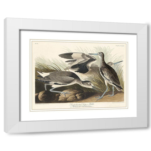 Semipalmated Snipe or Willet White Modern Wood Framed Art Print with Double Matting by Audubon, John James