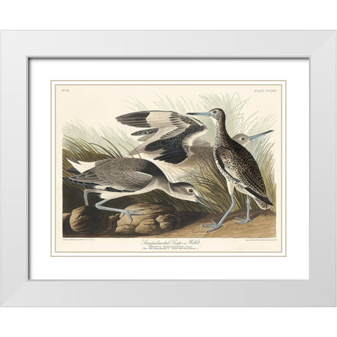 Semipalmated Snipe or Willet White Modern Wood Framed Art Print with Double Matting by Audubon, John James
