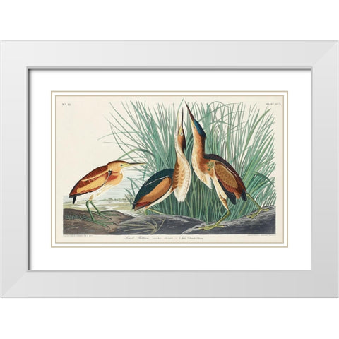 Least Bittern White Modern Wood Framed Art Print with Double Matting by Audubon, John James
