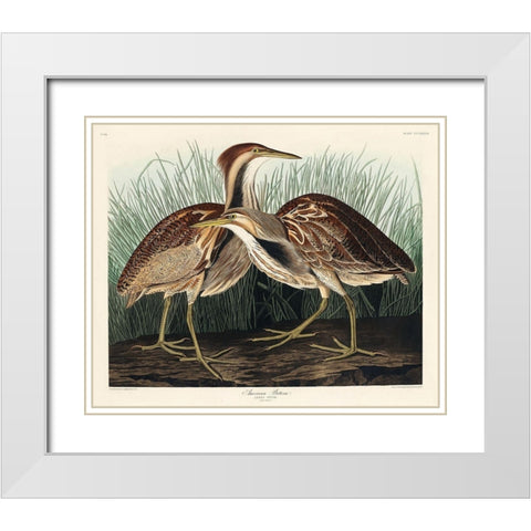 American Bittern White Modern Wood Framed Art Print with Double Matting by Audubon, John James