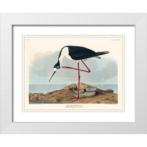 Long-legged Avocet White Modern Wood Framed Art Print with Double Matting by Audubon, John James