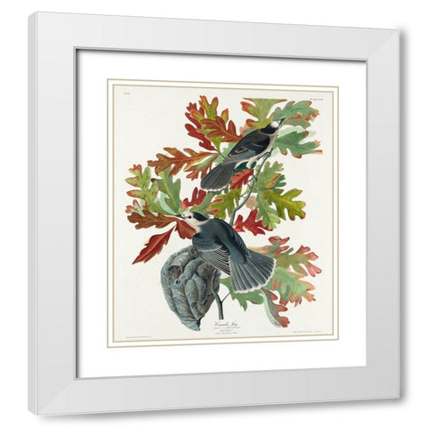 Canada JayÂ  White Modern Wood Framed Art Print with Double Matting by Audubon, John James