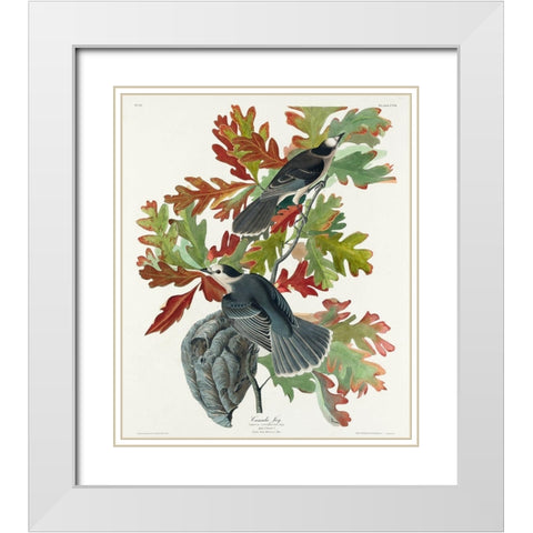 Canada JayÂ  White Modern Wood Framed Art Print with Double Matting by Audubon, John James