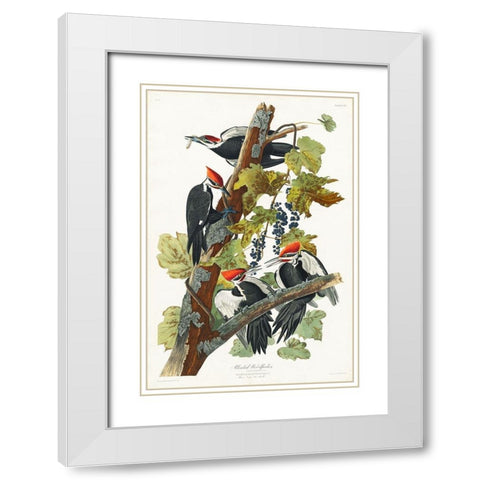 Pileated Woodpecker White Modern Wood Framed Art Print with Double Matting by Audubon, John James