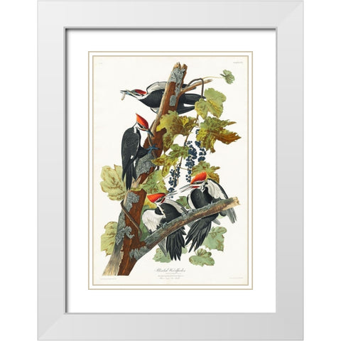 Pileated Woodpecker White Modern Wood Framed Art Print with Double Matting by Audubon, John James