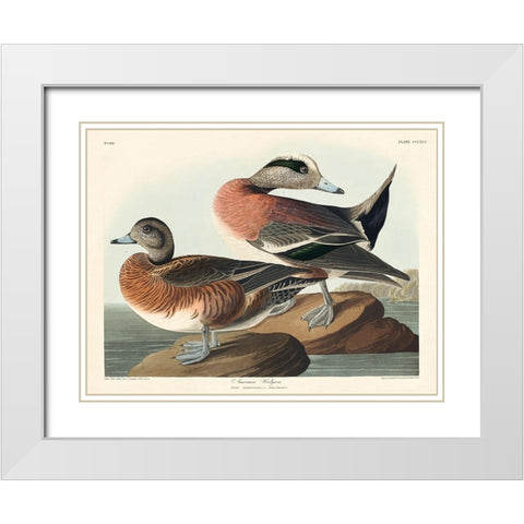 American Widgeon White Modern Wood Framed Art Print with Double Matting by Audubon, John James