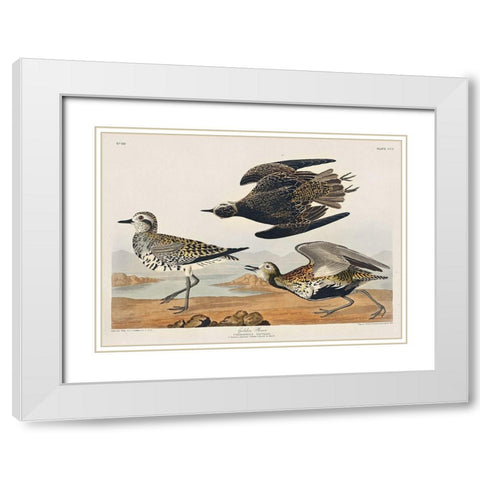 Golden Plover White Modern Wood Framed Art Print with Double Matting by Audubon, John James