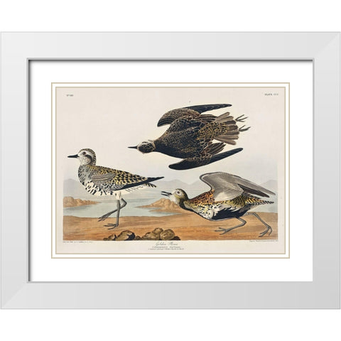 Golden Plover White Modern Wood Framed Art Print with Double Matting by Audubon, John James