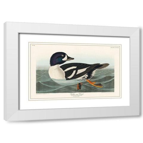 Golden-eye Duck White Modern Wood Framed Art Print with Double Matting by Audubon, John James