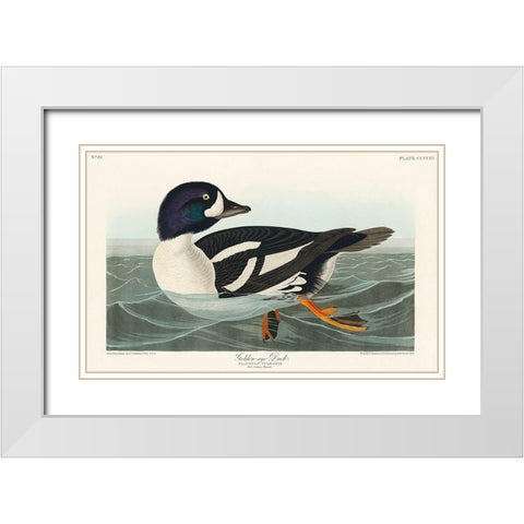 Golden-eye Duck White Modern Wood Framed Art Print with Double Matting by Audubon, John James