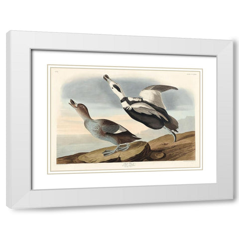 Pied Duck White Modern Wood Framed Art Print with Double Matting by Audubon, John James