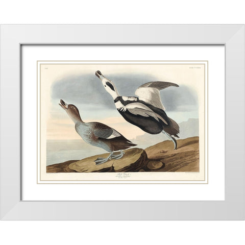 Pied Duck White Modern Wood Framed Art Print with Double Matting by Audubon, John James