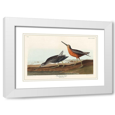 Red-breasted Snipe White Modern Wood Framed Art Print with Double Matting by Audubon, John James