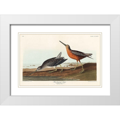 Red-breasted Snipe White Modern Wood Framed Art Print with Double Matting by Audubon, John James