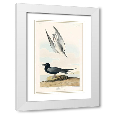 Black Tern White Modern Wood Framed Art Print with Double Matting by Audubon, John James