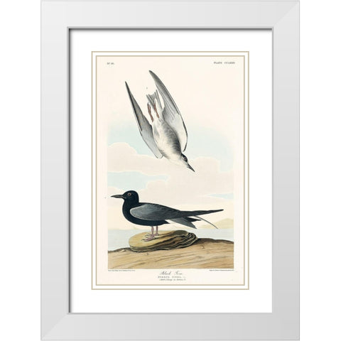Black Tern White Modern Wood Framed Art Print with Double Matting by Audubon, John James