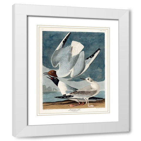 Bonapartian Gull White Modern Wood Framed Art Print with Double Matting by Audubon, John James