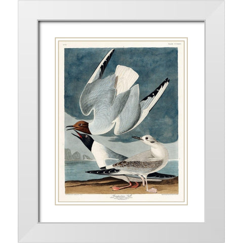 Bonapartian Gull White Modern Wood Framed Art Print with Double Matting by Audubon, John James