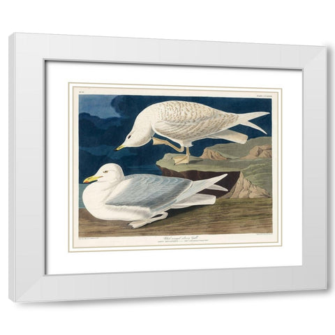 White-winged silvery Gull White Modern Wood Framed Art Print with Double Matting by Audubon, John James