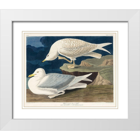 White-winged silvery Gull White Modern Wood Framed Art Print with Double Matting by Audubon, John James