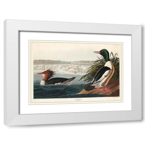 Goosander White Modern Wood Framed Art Print with Double Matting by Audubon, John James