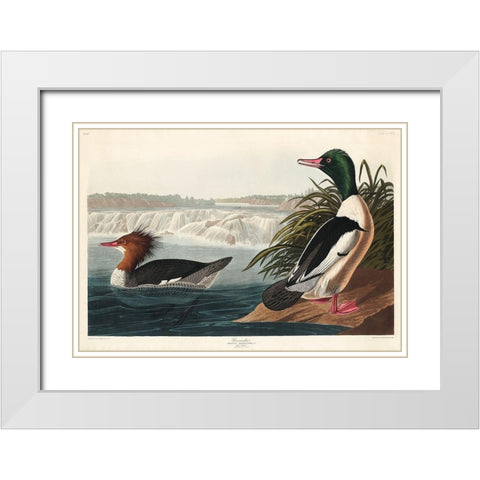 Goosander White Modern Wood Framed Art Print with Double Matting by Audubon, John James
