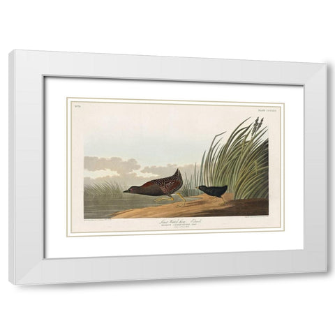 Least Water-hen White Modern Wood Framed Art Print with Double Matting by Audubon, John James