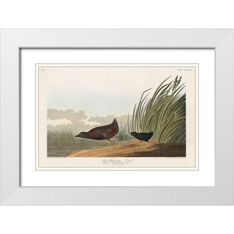 Least Water-hen White Modern Wood Framed Art Print with Double Matting by Audubon, John James