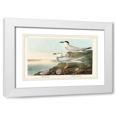 Havells Tern and Trudeaus TernÂ  White Modern Wood Framed Art Print with Double Matting by Audubon, John James