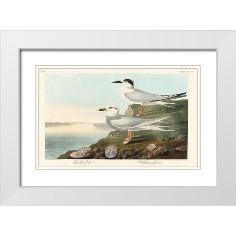 Havells Tern and Trudeaus TernÂ  White Modern Wood Framed Art Print with Double Matting by Audubon, John James