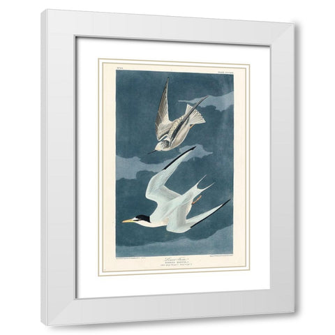 Lesser Tern White Modern Wood Framed Art Print with Double Matting by Audubon, John James
