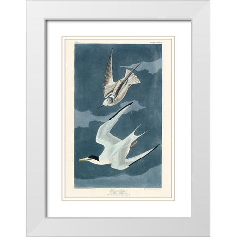 Lesser Tern White Modern Wood Framed Art Print with Double Matting by Audubon, John James